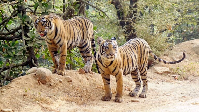9 booked in Assam for pelting stones at tiger near Kamakhya Reserve Forest 