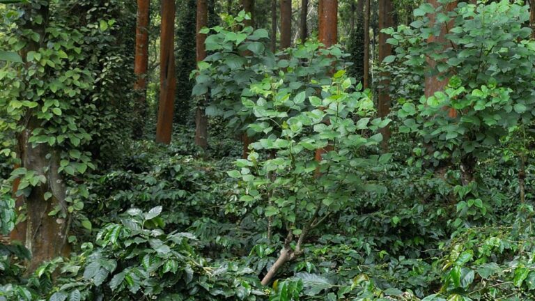 Respite for Indian planters as EU grants time for EUDR compliance