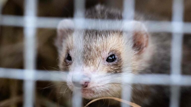 Study shows fatal spread of H5N1 virus from ferrets to suckling kits