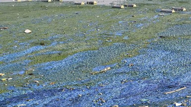 Telangana Pollution Control Board, HYDRAA to join hands for arresting water pollution