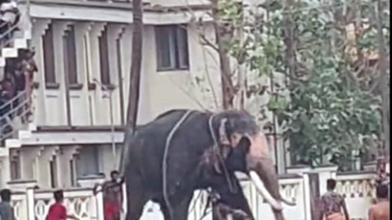 Captive elephant turns violent, runs amok in Kochi  