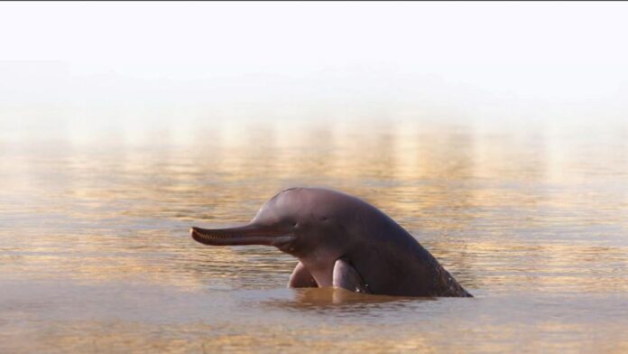 Counting our vulnerable dolphins