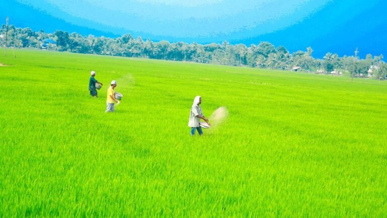 Farmers, mills at loggerheads over paddy procurement in Kerala’s Kuttanad