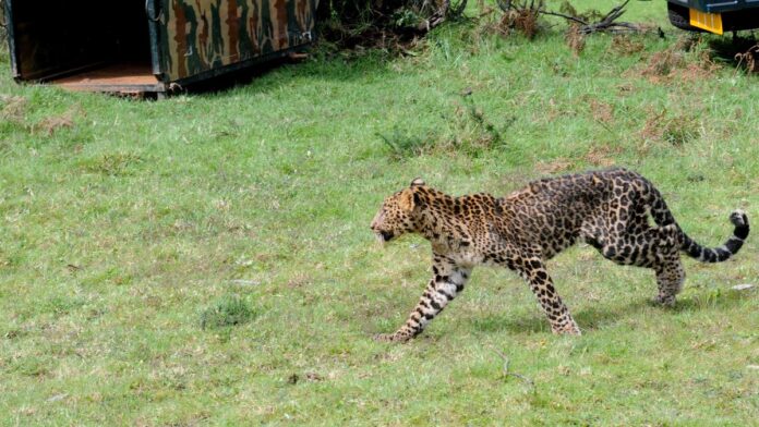  Forest officials suspect leopard killed woman near Ooty
