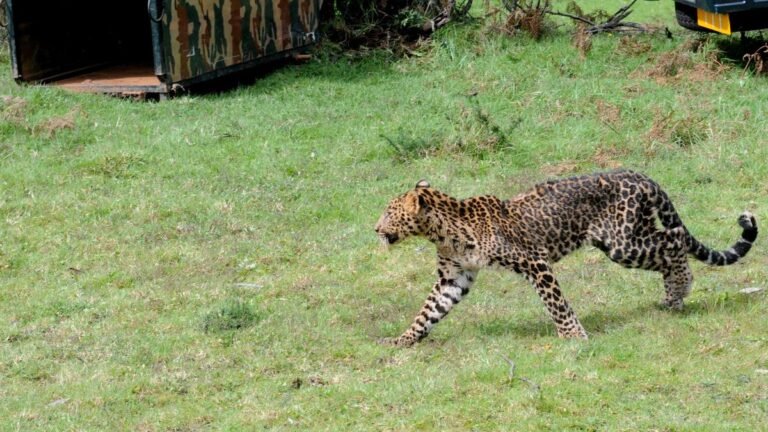  Forest officials suspect leopard killed woman near Ooty