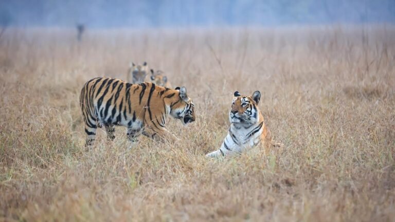 Maharashtra’s tiger count rose from 101 in 2000 to 444 this year, State Forest Minister tells Assembly  