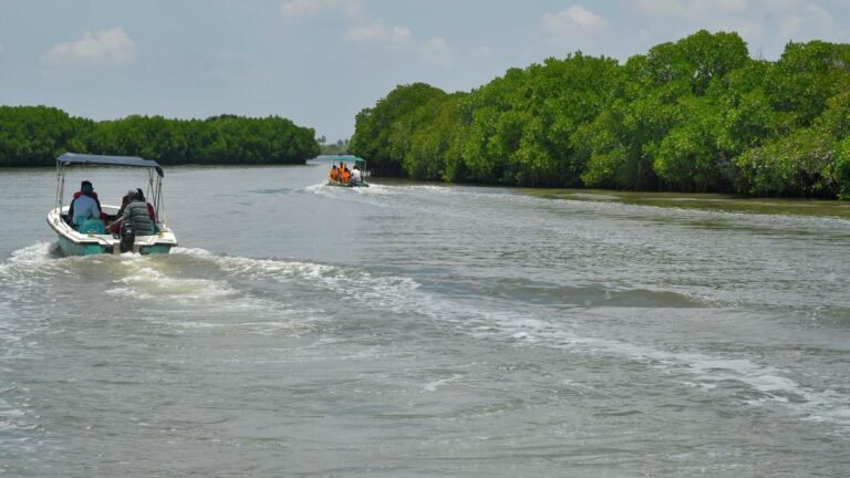 T.N.’s mangrove cover grows to 9,039 ha in 2024, has significant carbon stock: report 