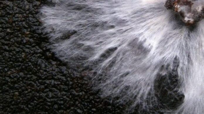 The promise of mycelium bricks