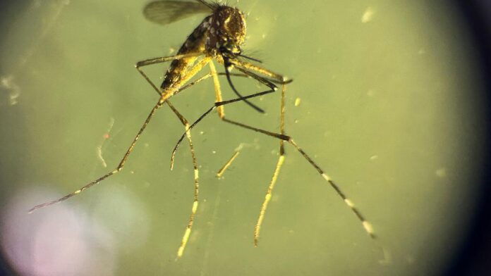 Treating chikungunya using HIV/AIDS drug efavirenz