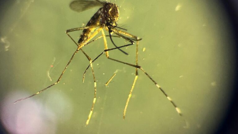 Treating chikungunya using HIV/AIDS drug efavirenz